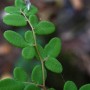 Coffee Fern (Pellaea andromedaefolia): The coffee name refers to the color of the fronds in summer.